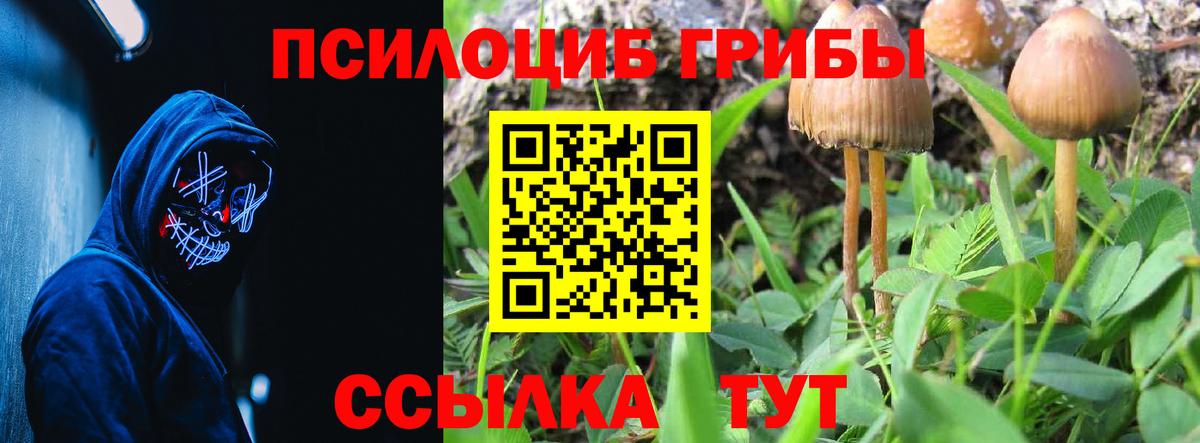 Татарск  Псилоцибиновые грибы GOLDEN TEACHER  Вход с VPN  Галлюциногенные грибы Psilocybe 